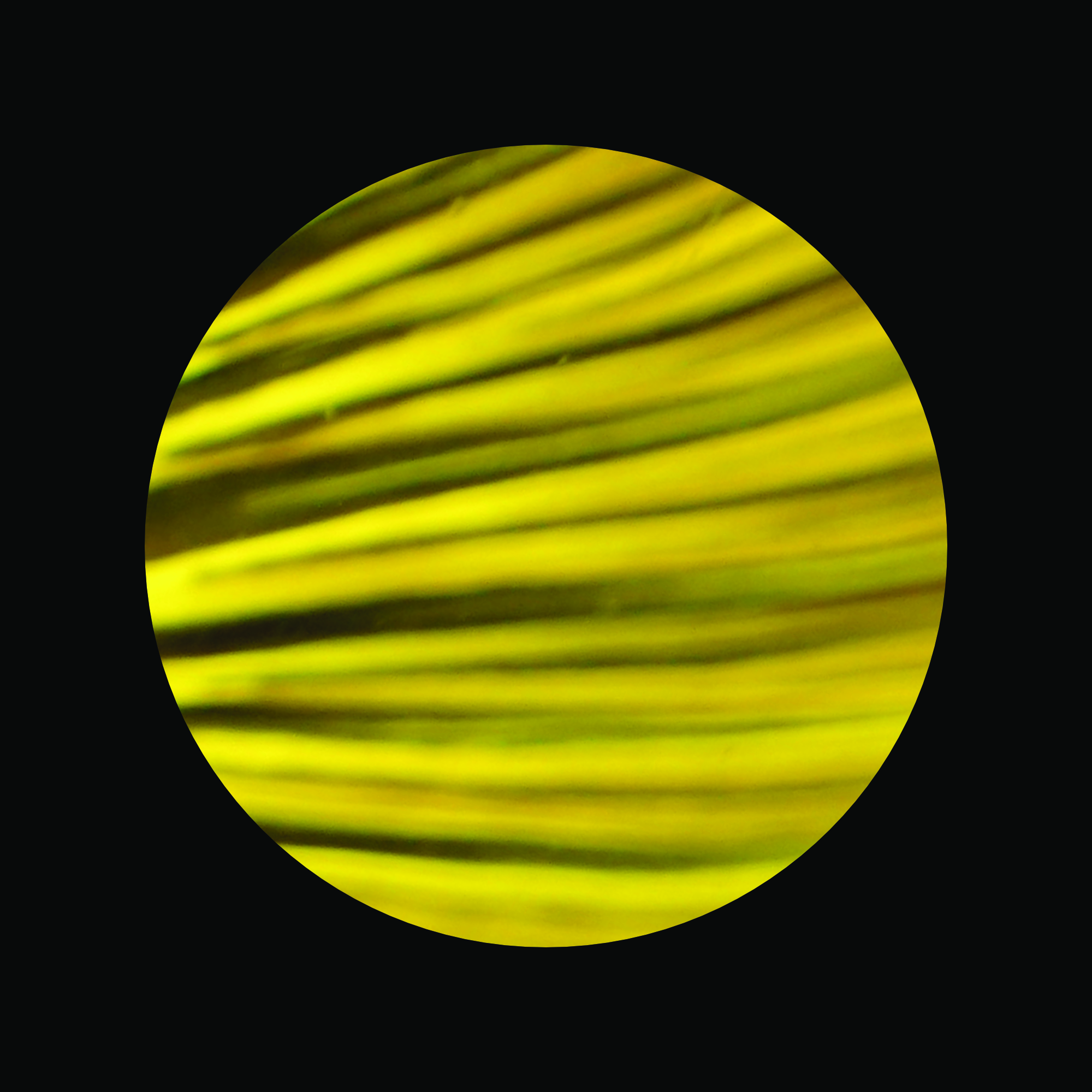 Universe on Planet Earth / Fish